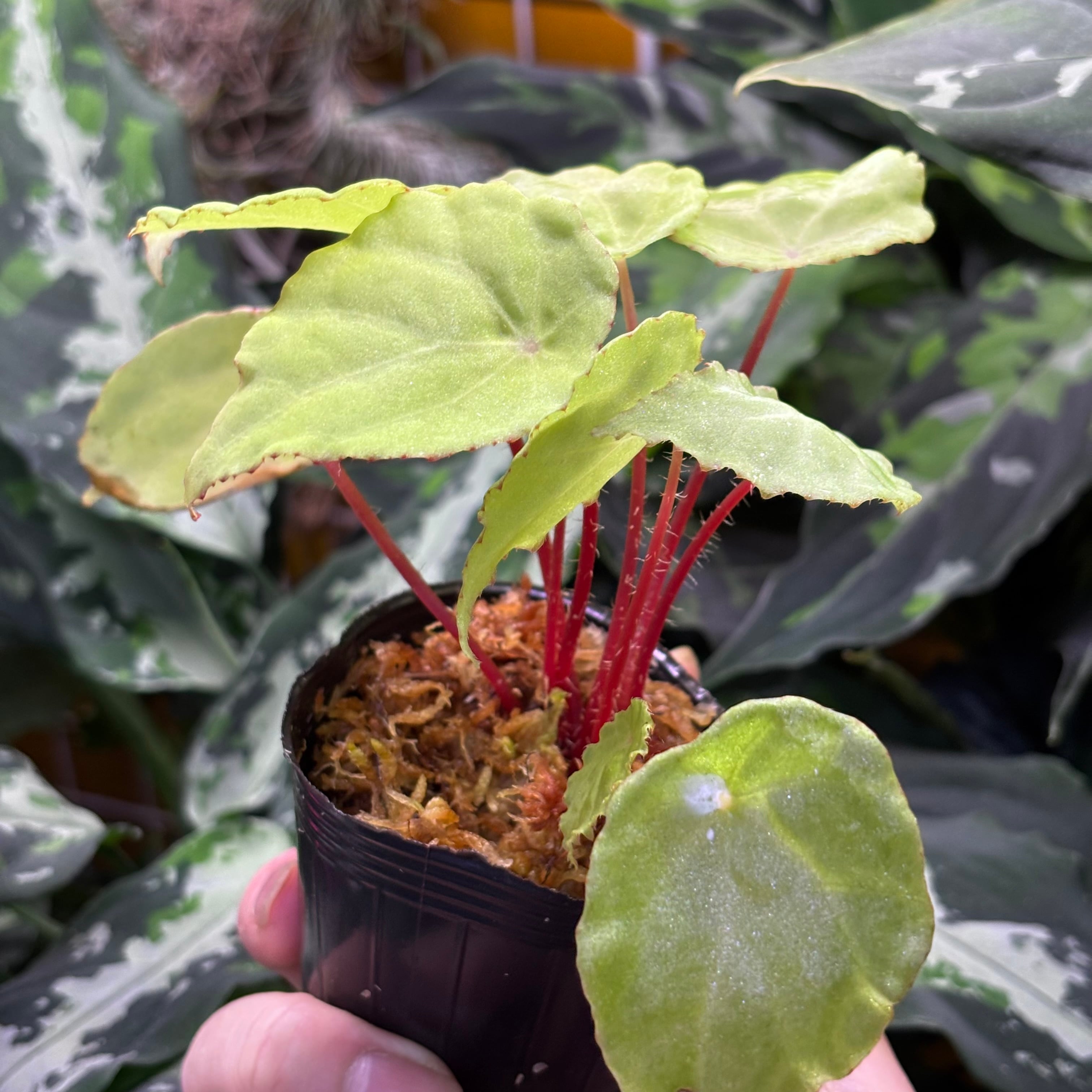 Begonia sp. Gabon 原種ベゴニア | 熱帯雨林植物専門店 トイ吉園芸
