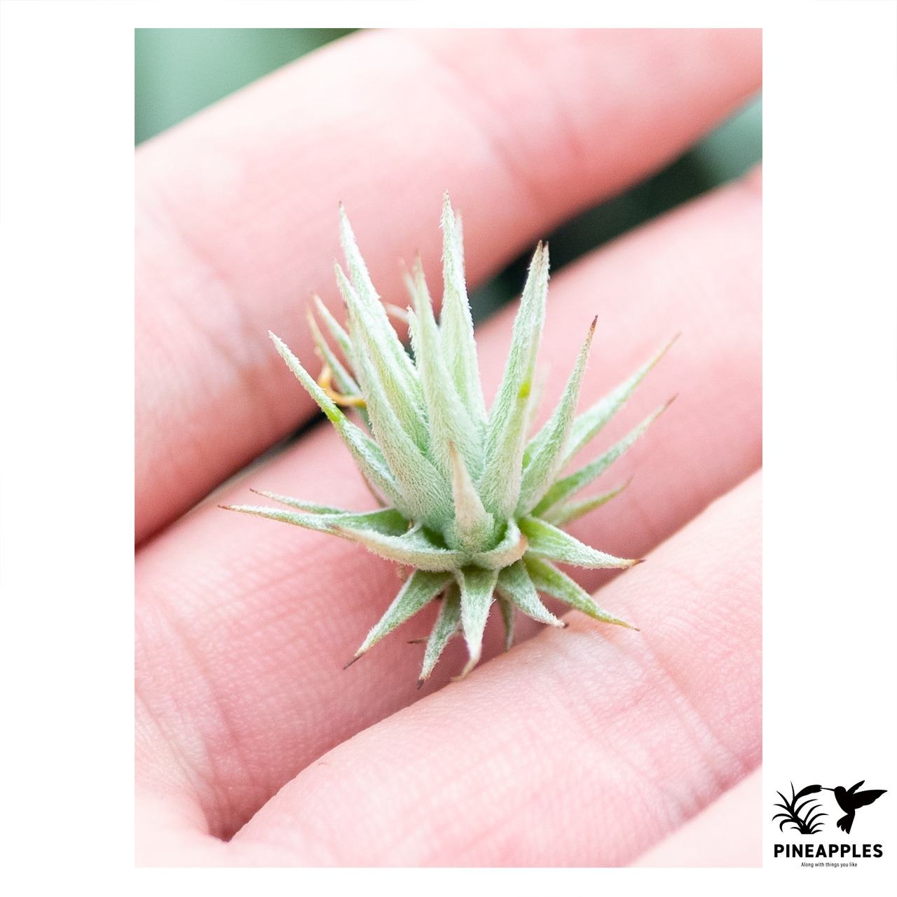 Tillandsia loliacea (Brazil, Self) - 1