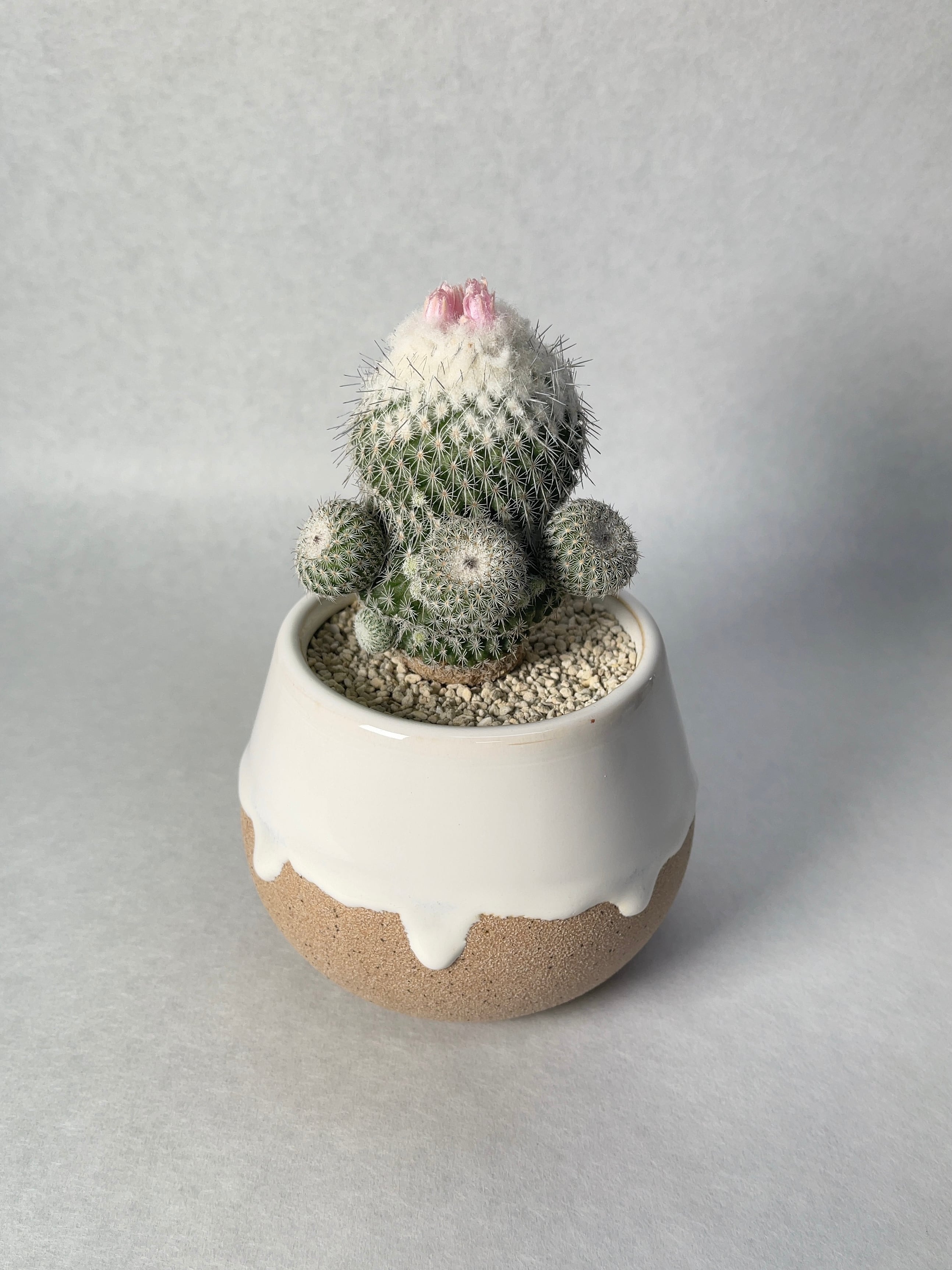 エピテランサ・かぐや姫 | trigger