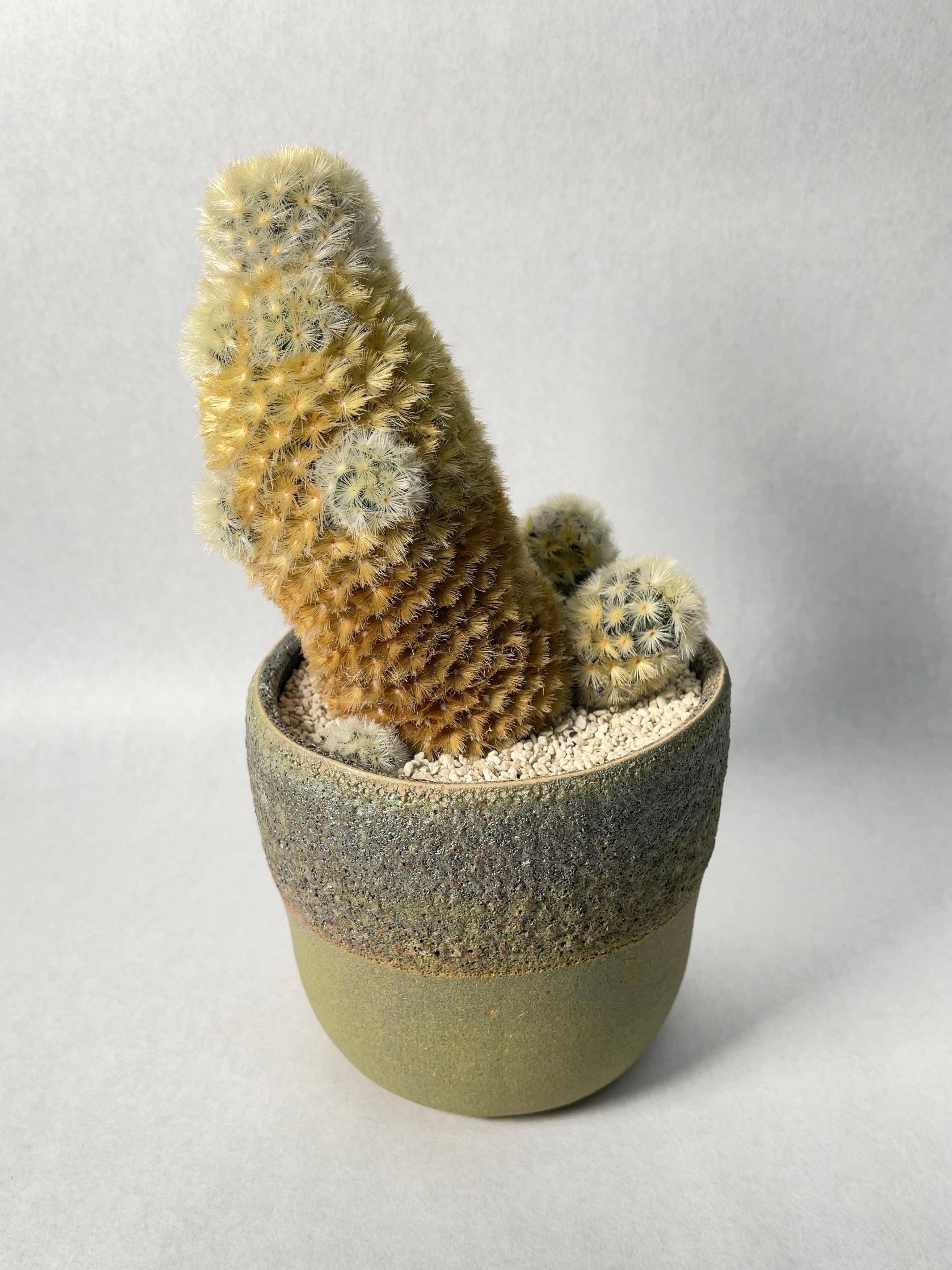 カルメナエ 大株 マミラリア サボテン・マミラリア カルメナエ｜園芸日記by鹿せんべい｜みんなの