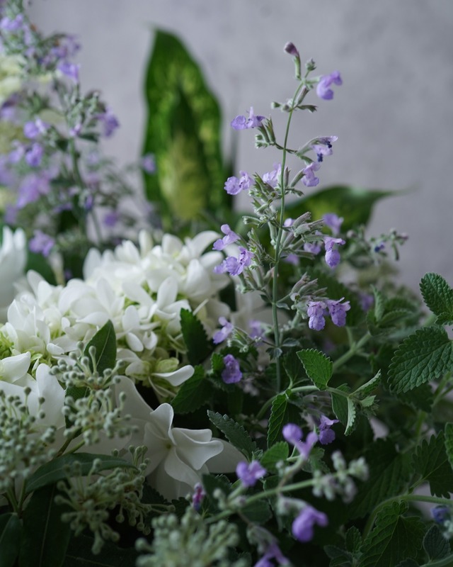 【花苗セット】 あじさい月うさぎとレモンマートルと観葉植物の苗セット