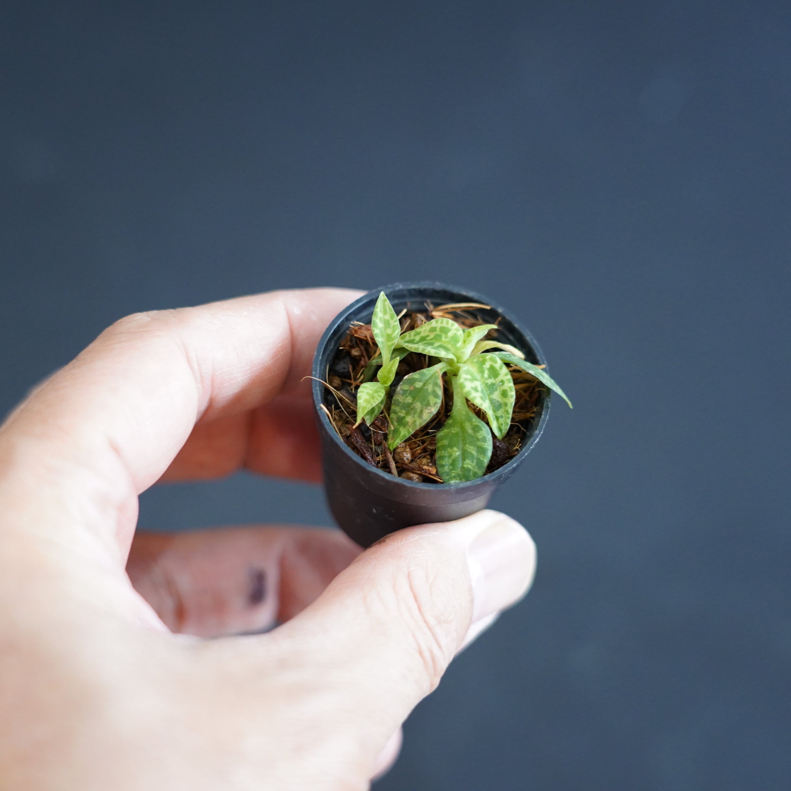 ヒメミヤマウズラ【日本産ジュエルオーキッド／錦蘭】テラリウムで使い