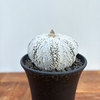 Astrophytum asterias ‘Super Kabuto’ 【アストロフィツム・スーパー兜】