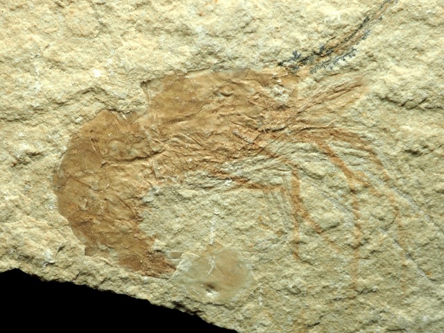 エビの化石【Carpopenaeus callirostris】【51 g】レバノン共和国産/魚/恐竜/カニ/蝦/海老