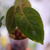 【希少】Anthurium Ace of Spades / アンスリウム エース オブ スペード⑧│観葉植物