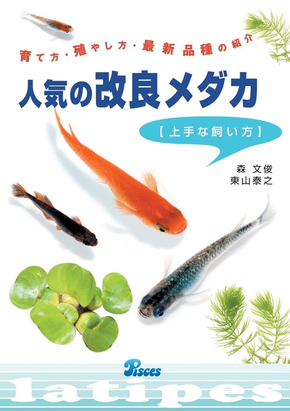 人気の改良メダカ 上手な飼い方 | 目高工房江戸