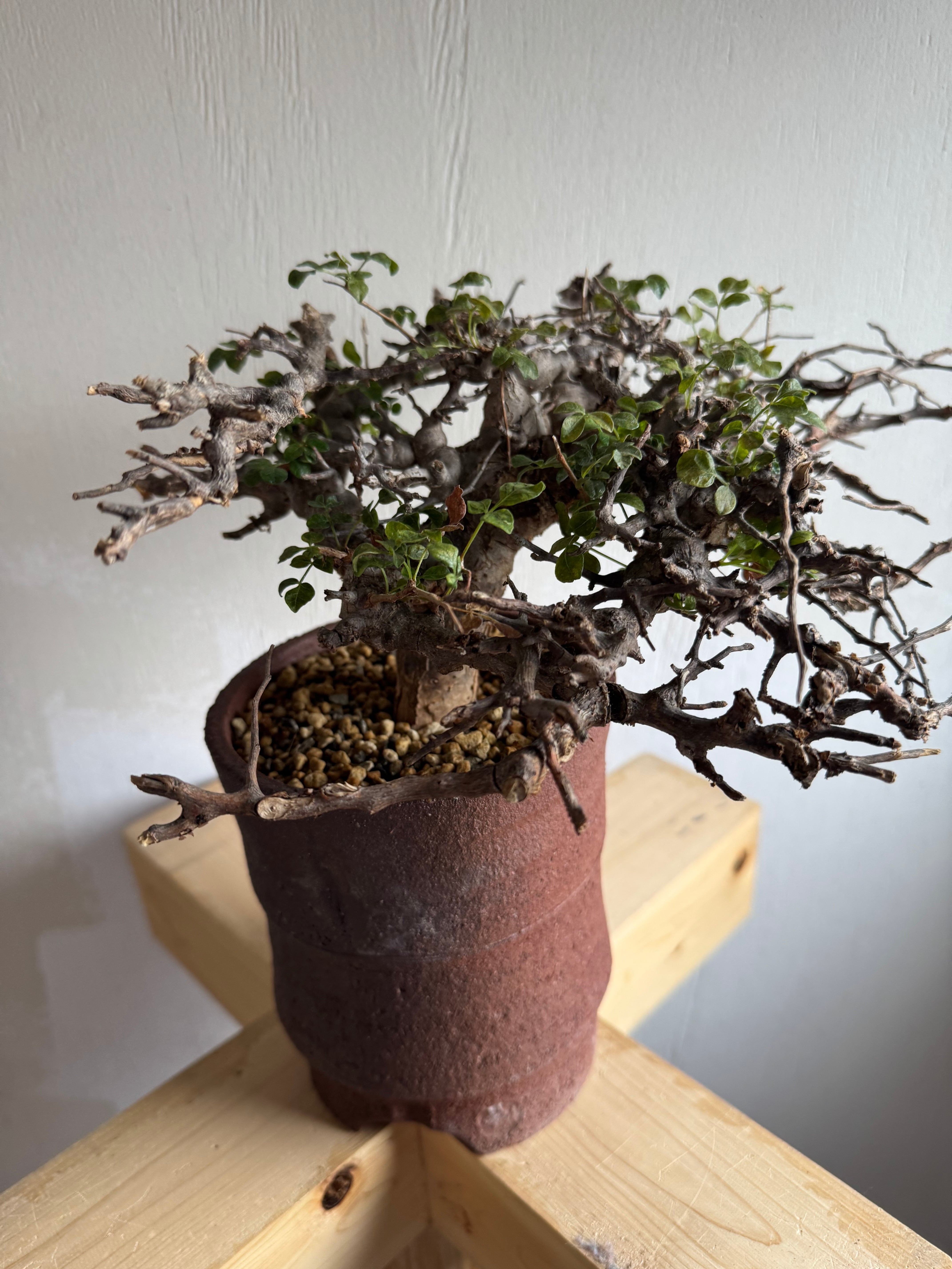 新着】Commiphora Eyl【最高の灌木 ・コンパクトなサイズ感