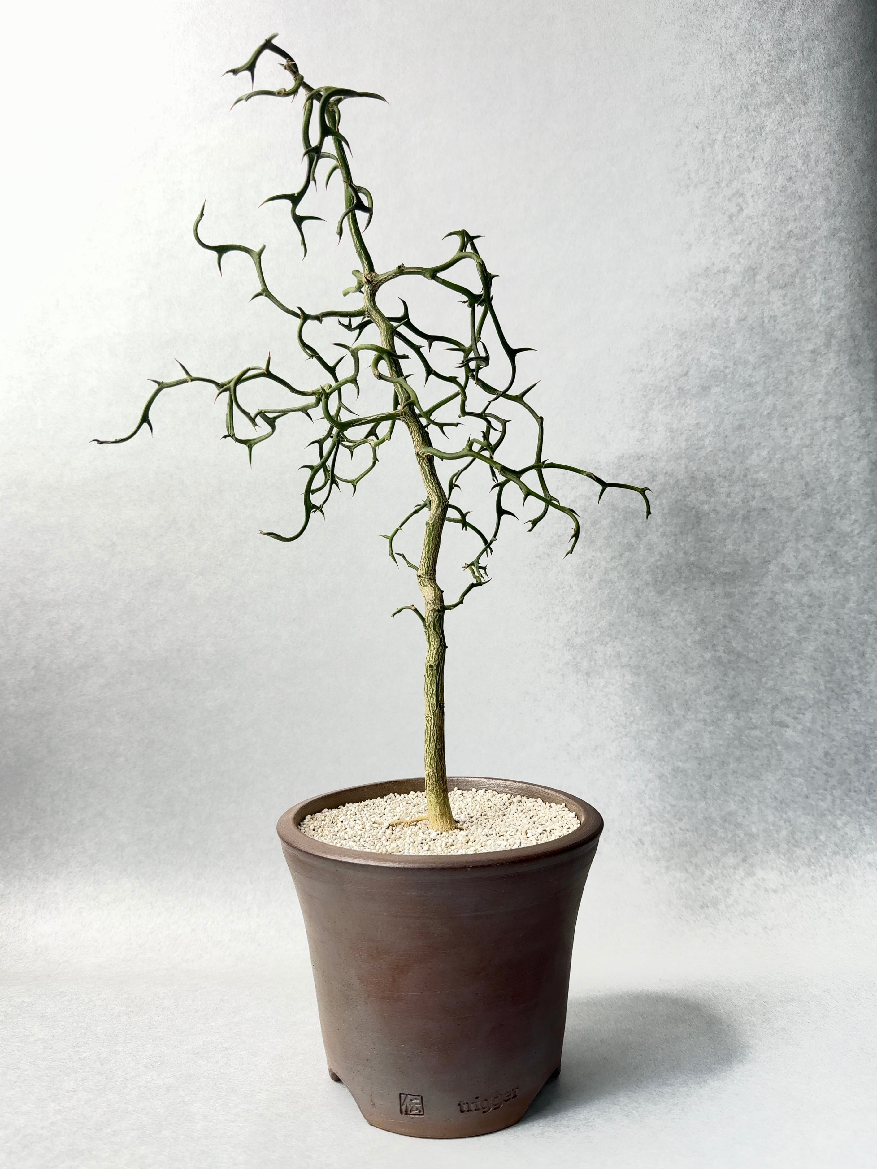 カラタチ・雲竜唐橘