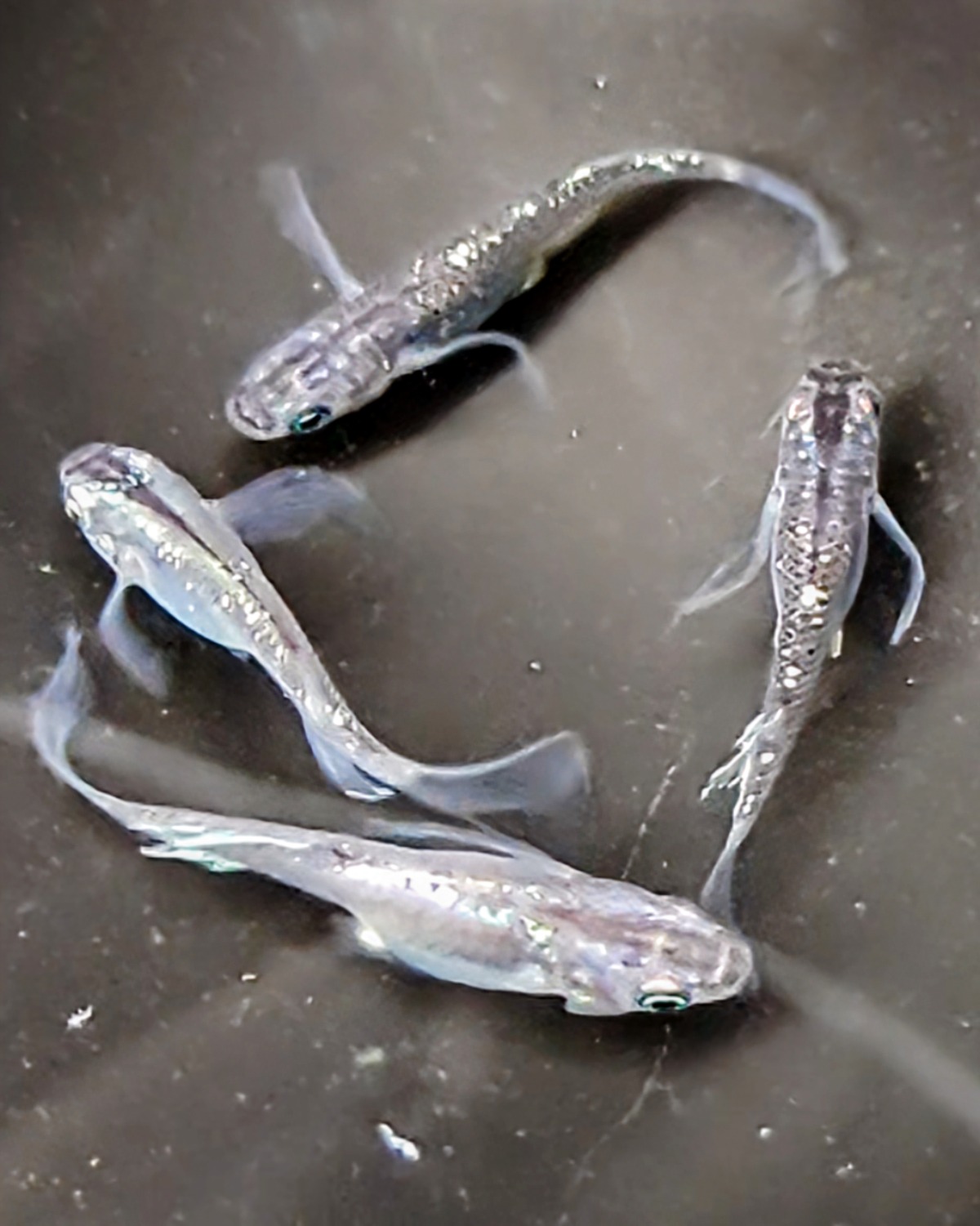 めだか飼育係様　まとめご依頼品 魔冥尊マーメイソン 稚魚7匹保証3匹追加 メダカ水槽 メダカ種類 メダカ