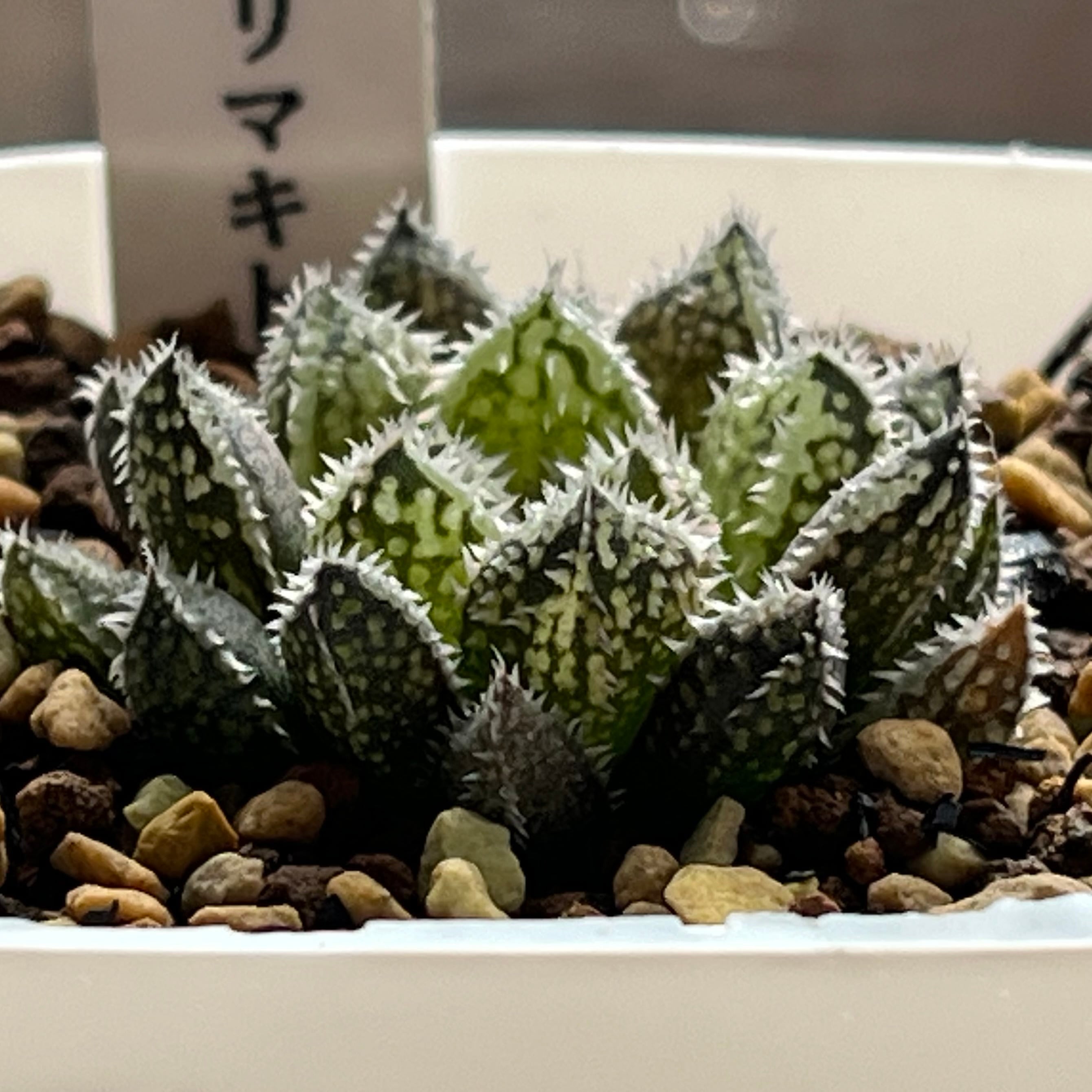 ハオルチア エリマキトカゲ | mocono_plants