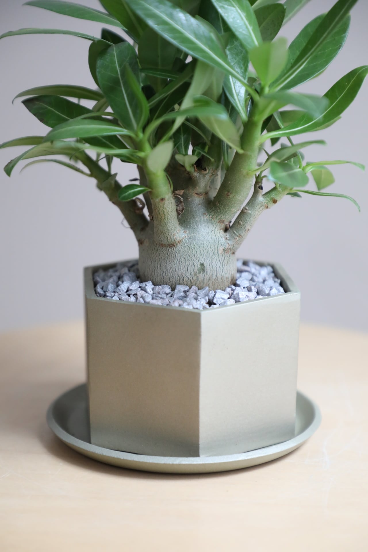 S】アデニウム アラビカム ブラックステム/Adenium arabicum | 【厳選