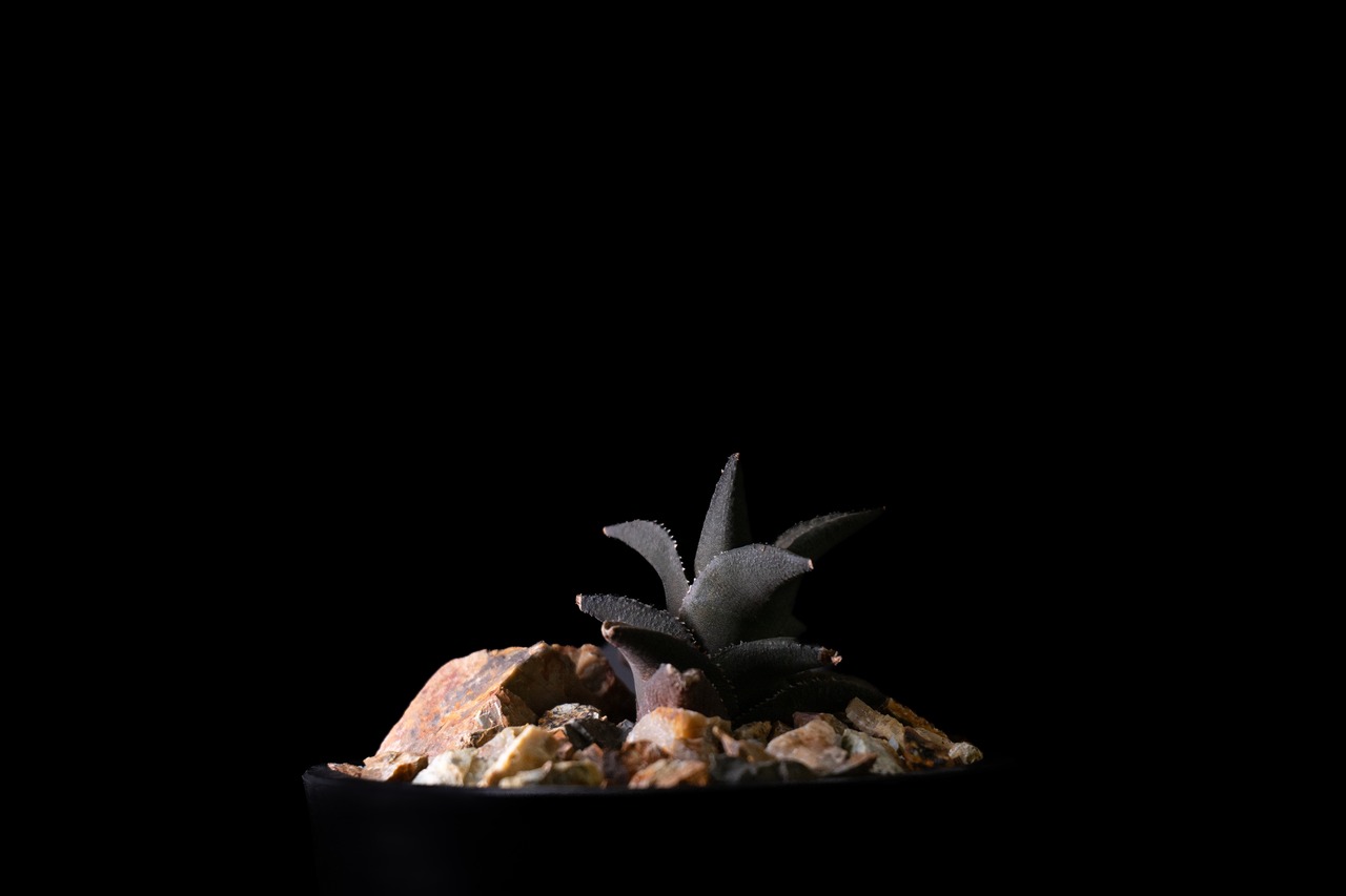 Habitat Style Haworthia tessellata 竜鱗錦