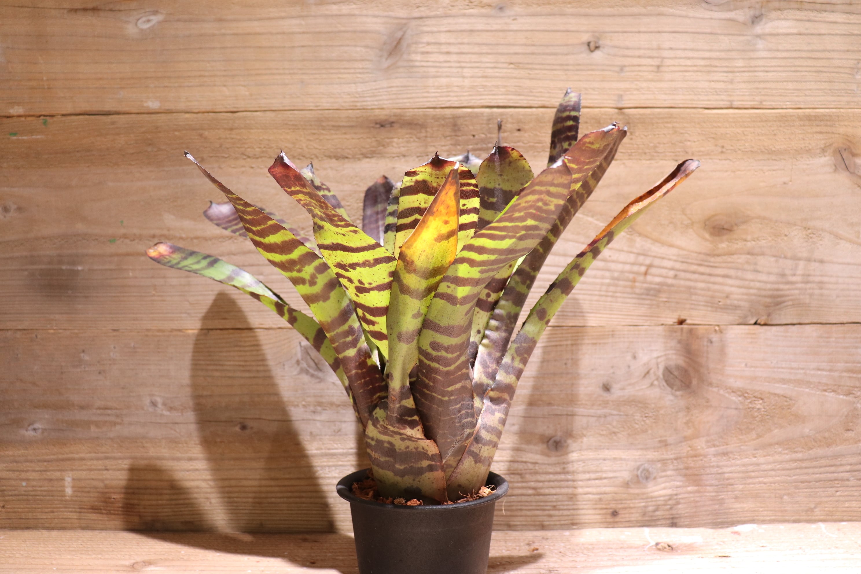 送料無料】Neoregelia 'Cat's Meow'〔ネオレゲリア〕現品発送N0220