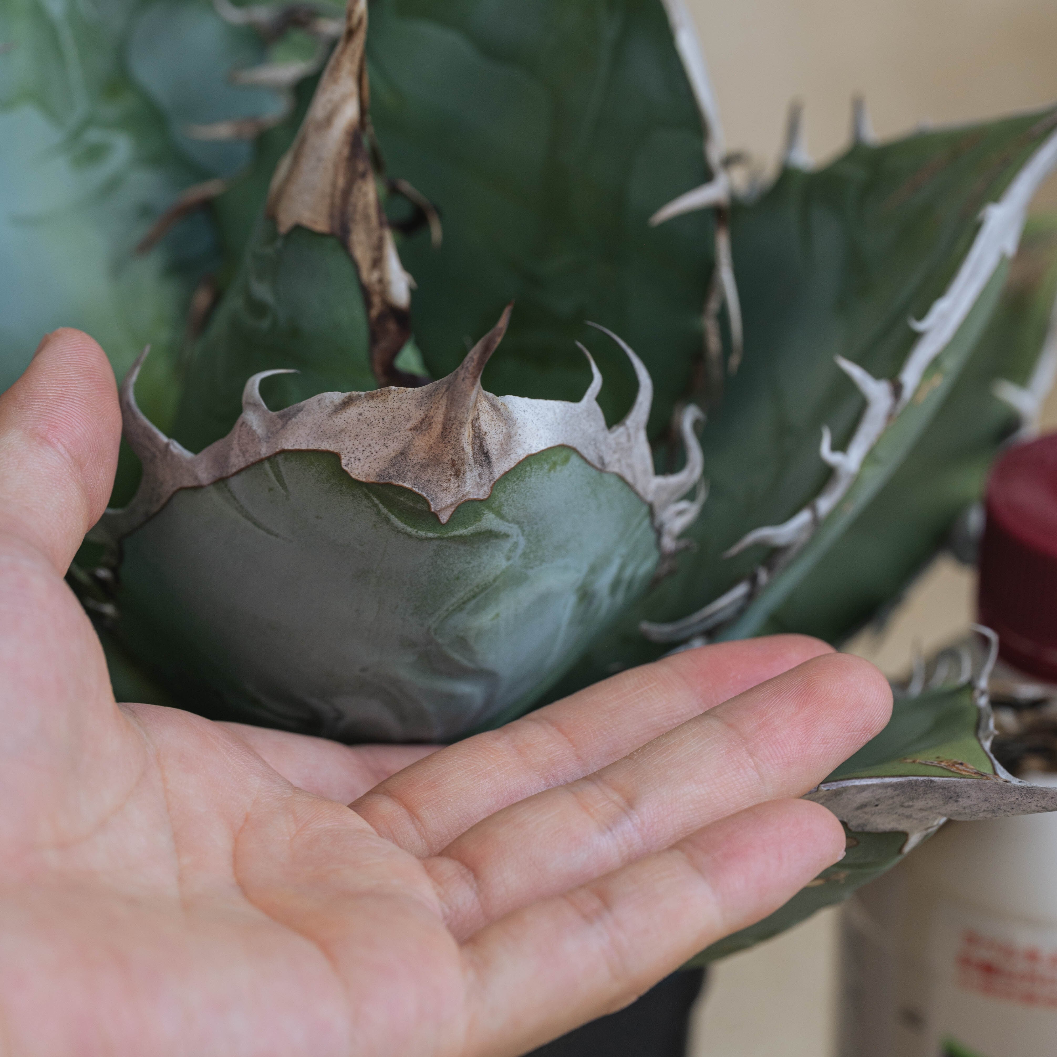 Agave oteroi 'Oaxaca' – Happy Valley Plants 【FK PLANTS】 Agave