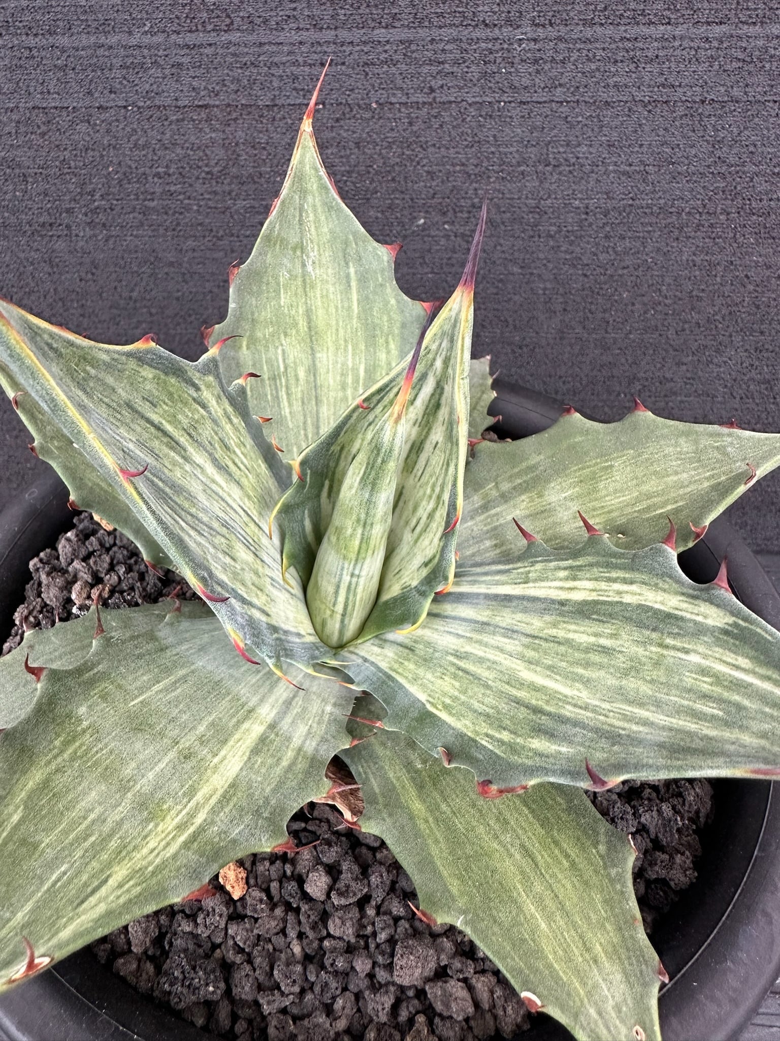 472 アガベ キシロナカンサ 