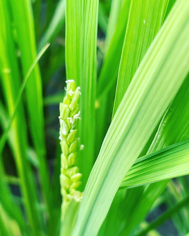 新米!!令和7年産  大自然米【5kg】精白米