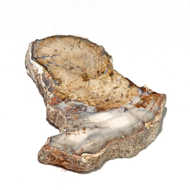 〔D468-8〕珪化木（ペトリファイドウッド） スライス原石 〜悠久の年輪〜 鉱物 原石 標本 置物