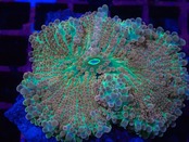 【一ヶ月熟成】Yuma PremiumPink