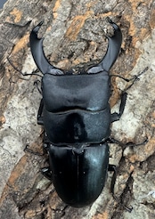 【WD】《西ペレンオオヒラタ 82.5mm ペア》