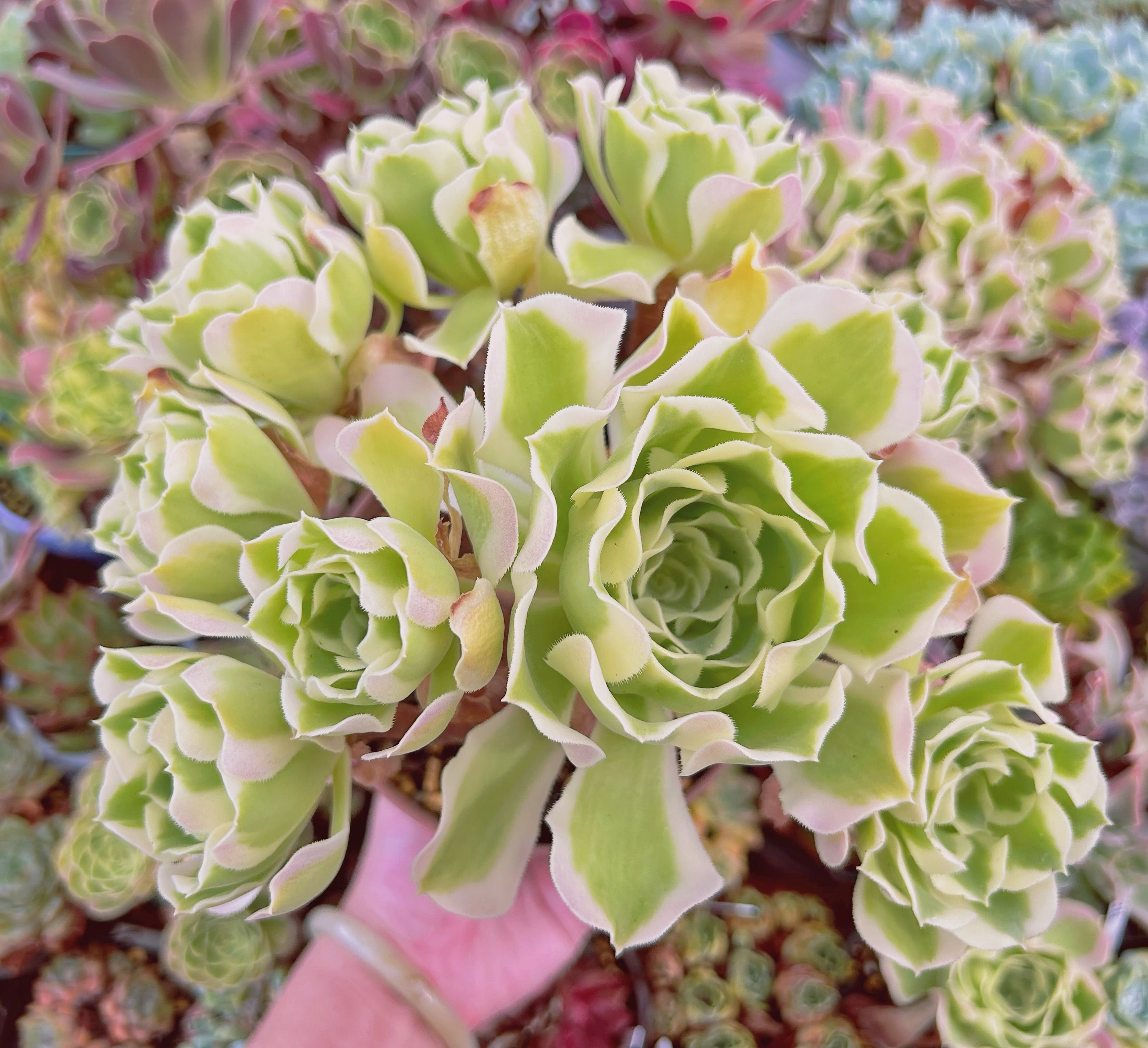 現物　多肉植物　Aeonium   白鳳錦　特大　抜き苗