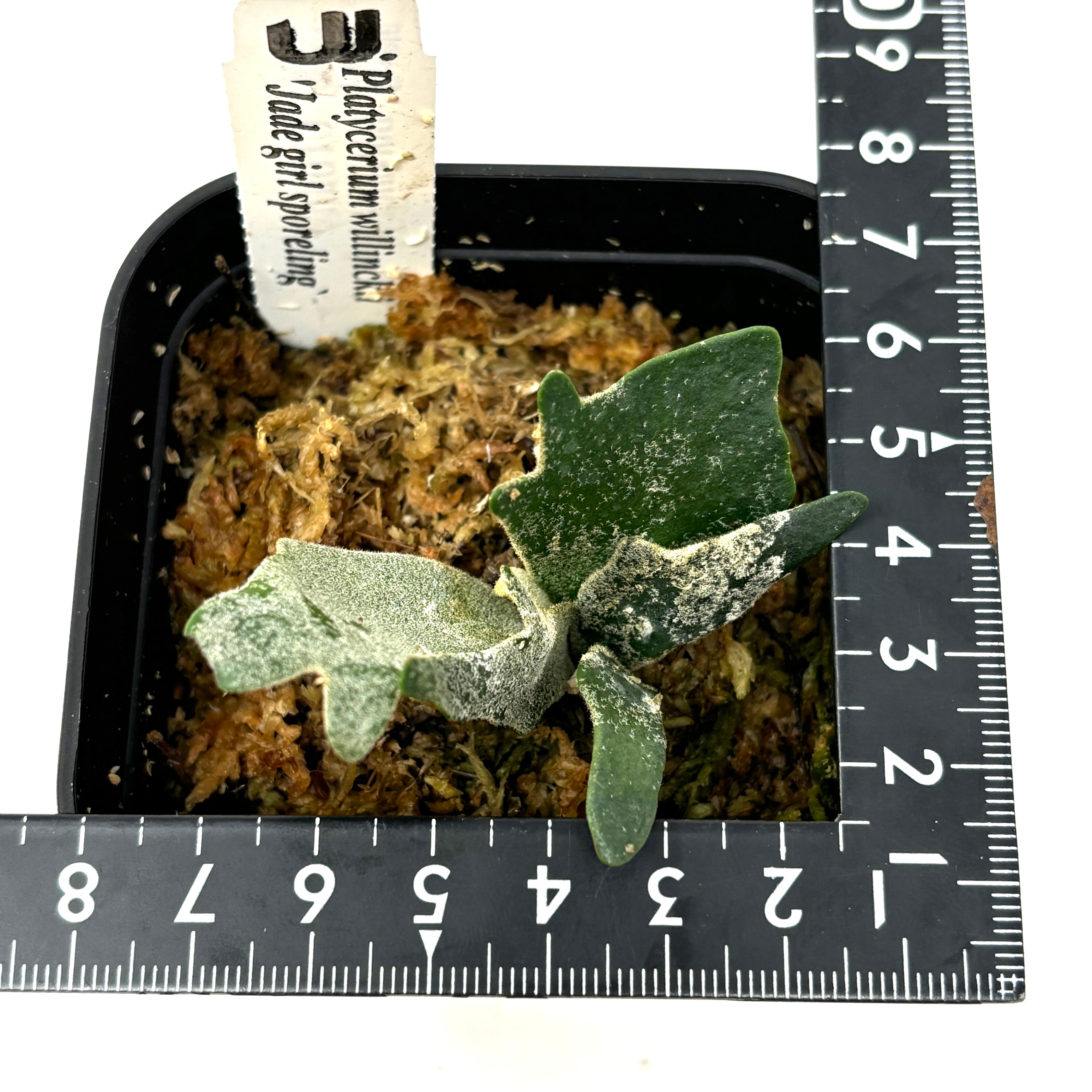 Kin-norn 心憎い spore thick leaf#2 ビカクシダ