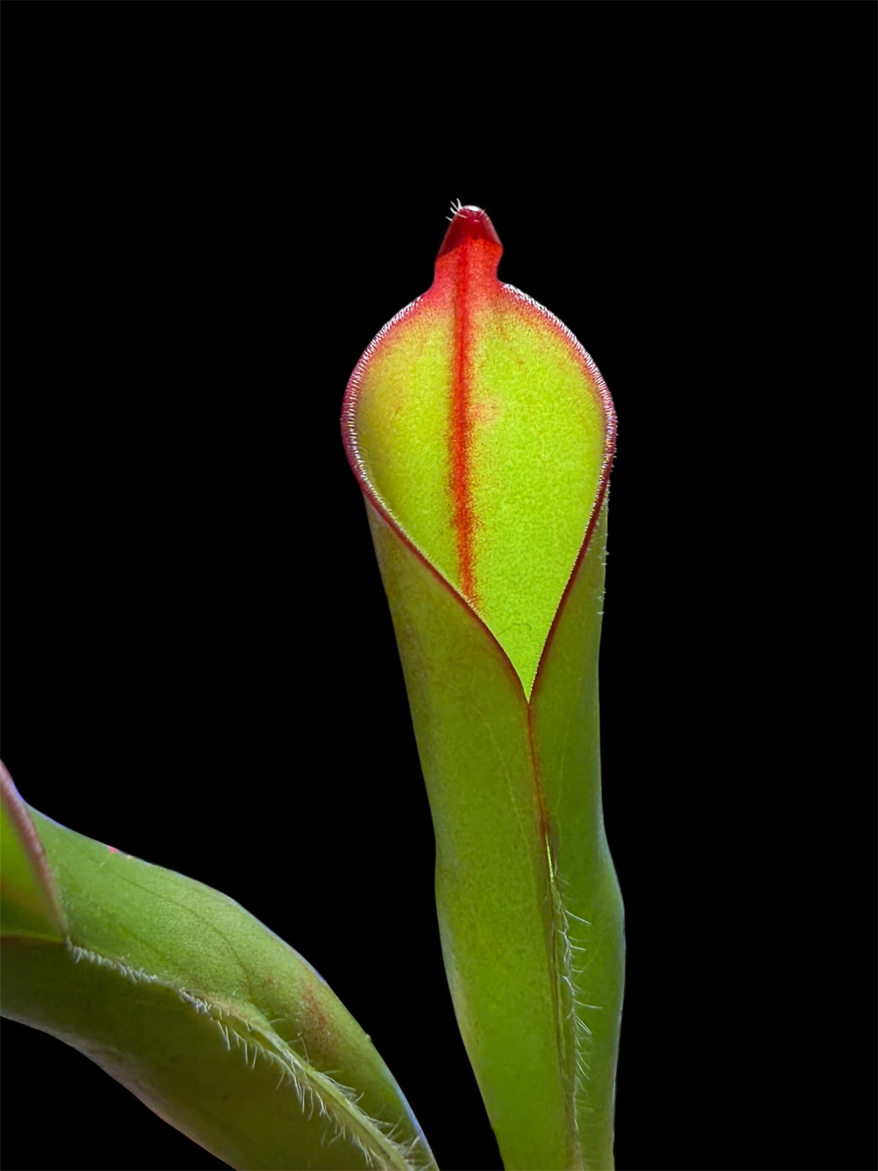 Heliamphora minor var pilosa × macdonaldae clone08 AW | Dmix Plants