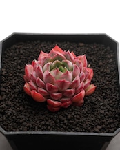 カット苗 ローズウーマン Echeveria 'Rose Woman'