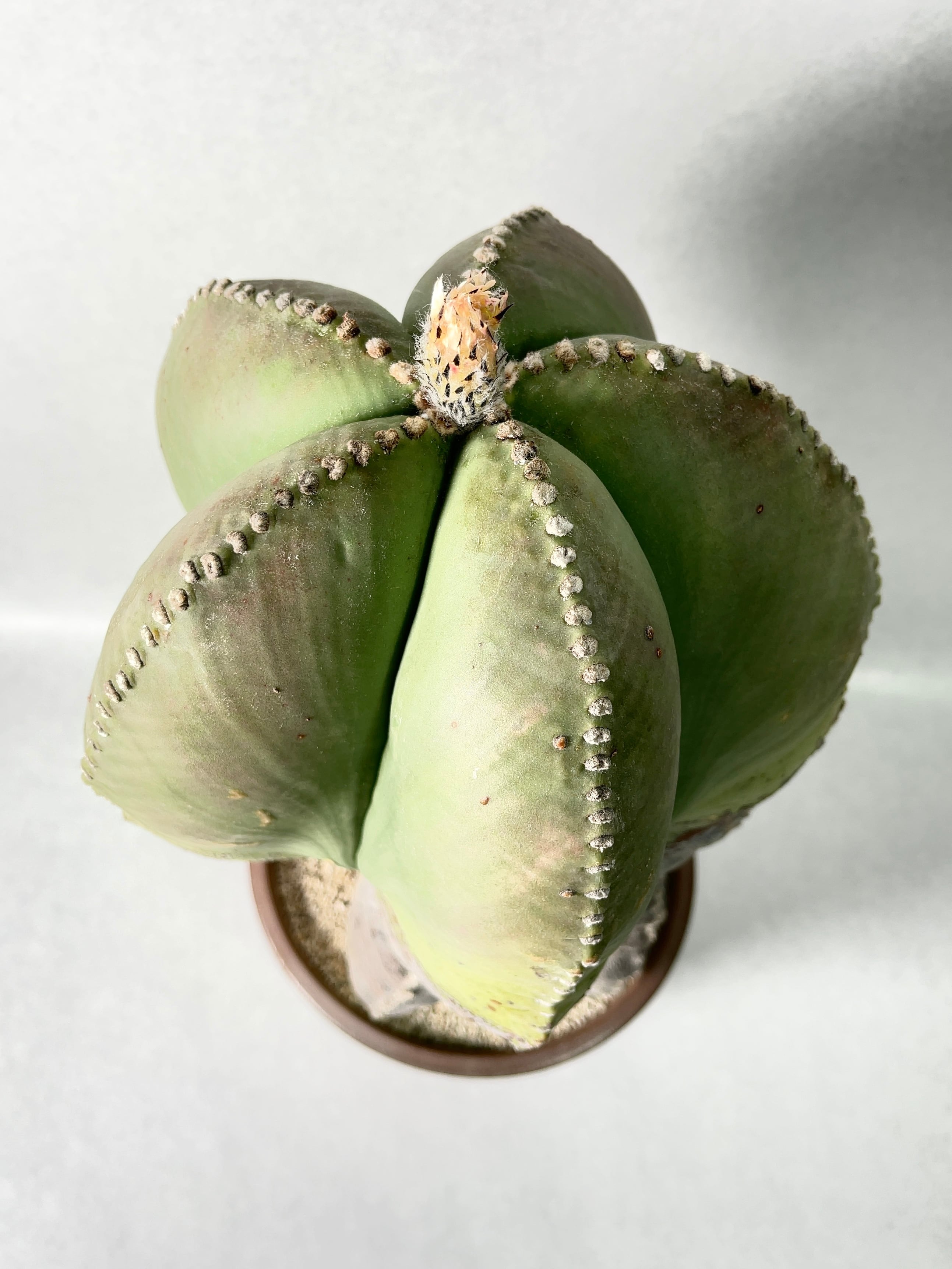 アストロフィツム・碧瑠璃鸞鳳玉 | trigger