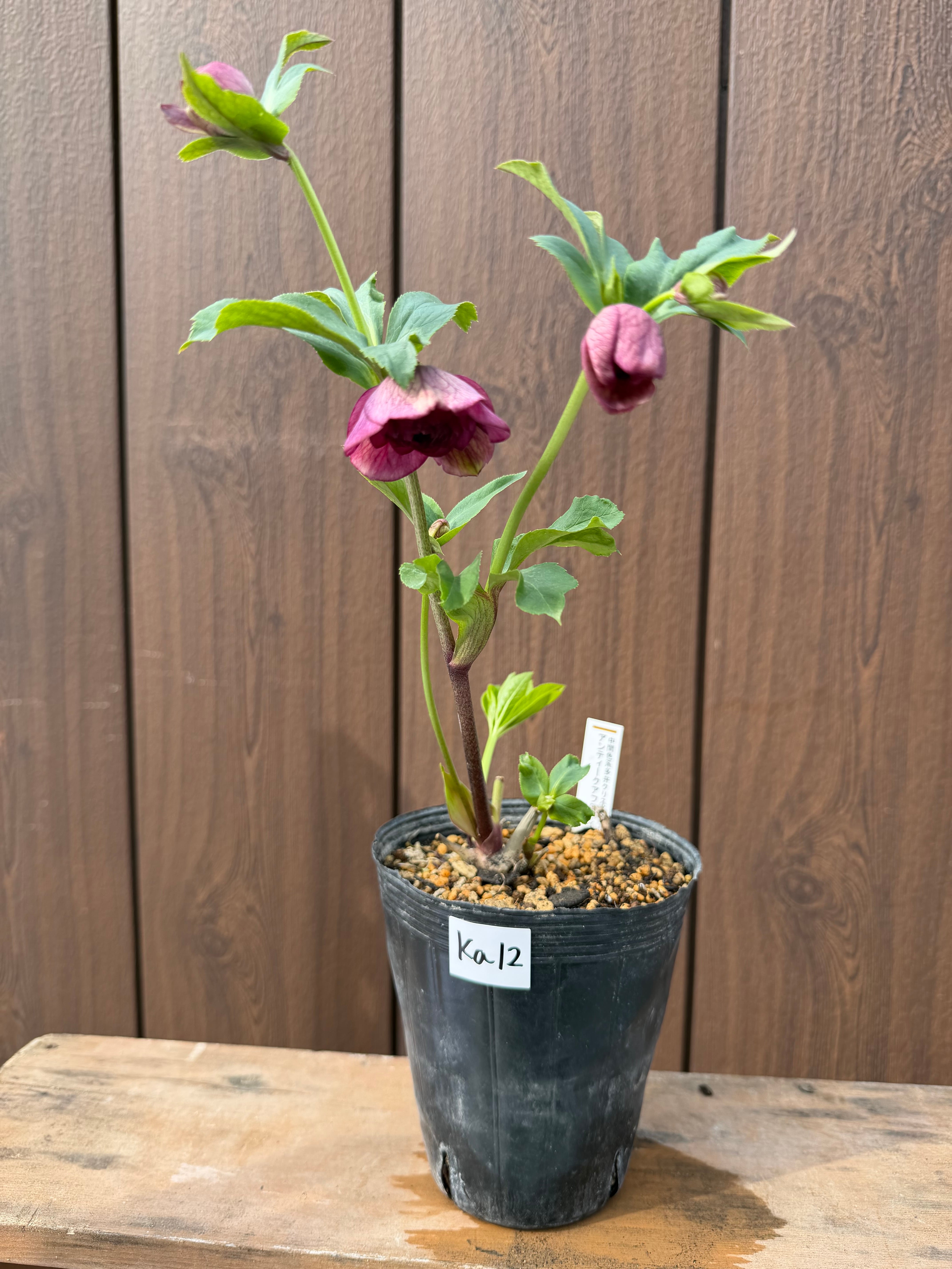 アンティークアフロディーテ ※交配札なし 加藤農園 クリスマスローズ