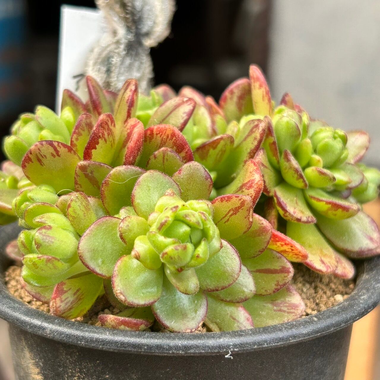 アーノルディ 多肉植物 アエオニウム アーノルディ 多肉植物 アエオニウム ddfa6238c0c172c5a9b3330a1a9aa6