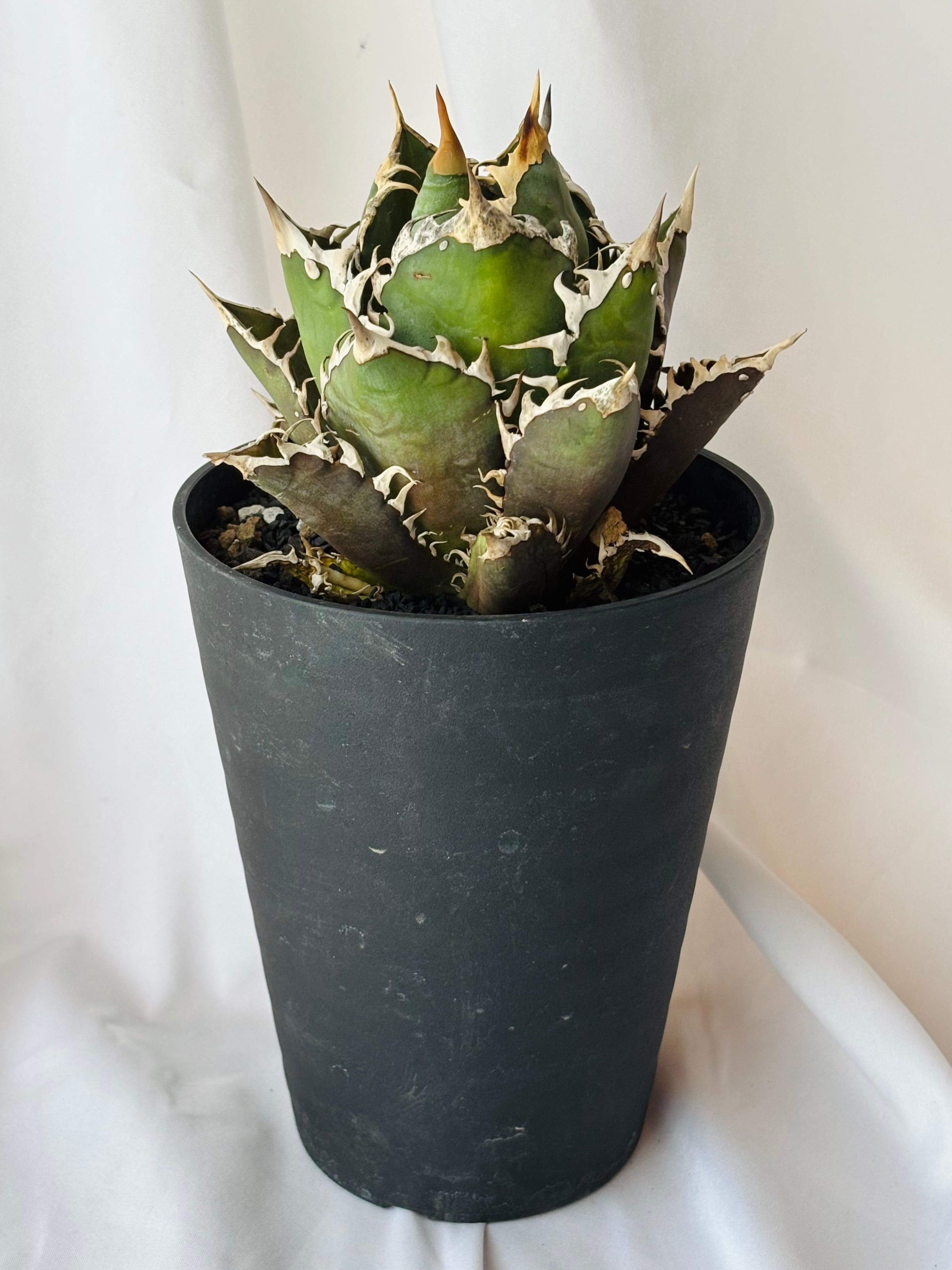 アガベ 赤 猫 Agave titanota アガベ チタノタ レッドキャットウィーズ