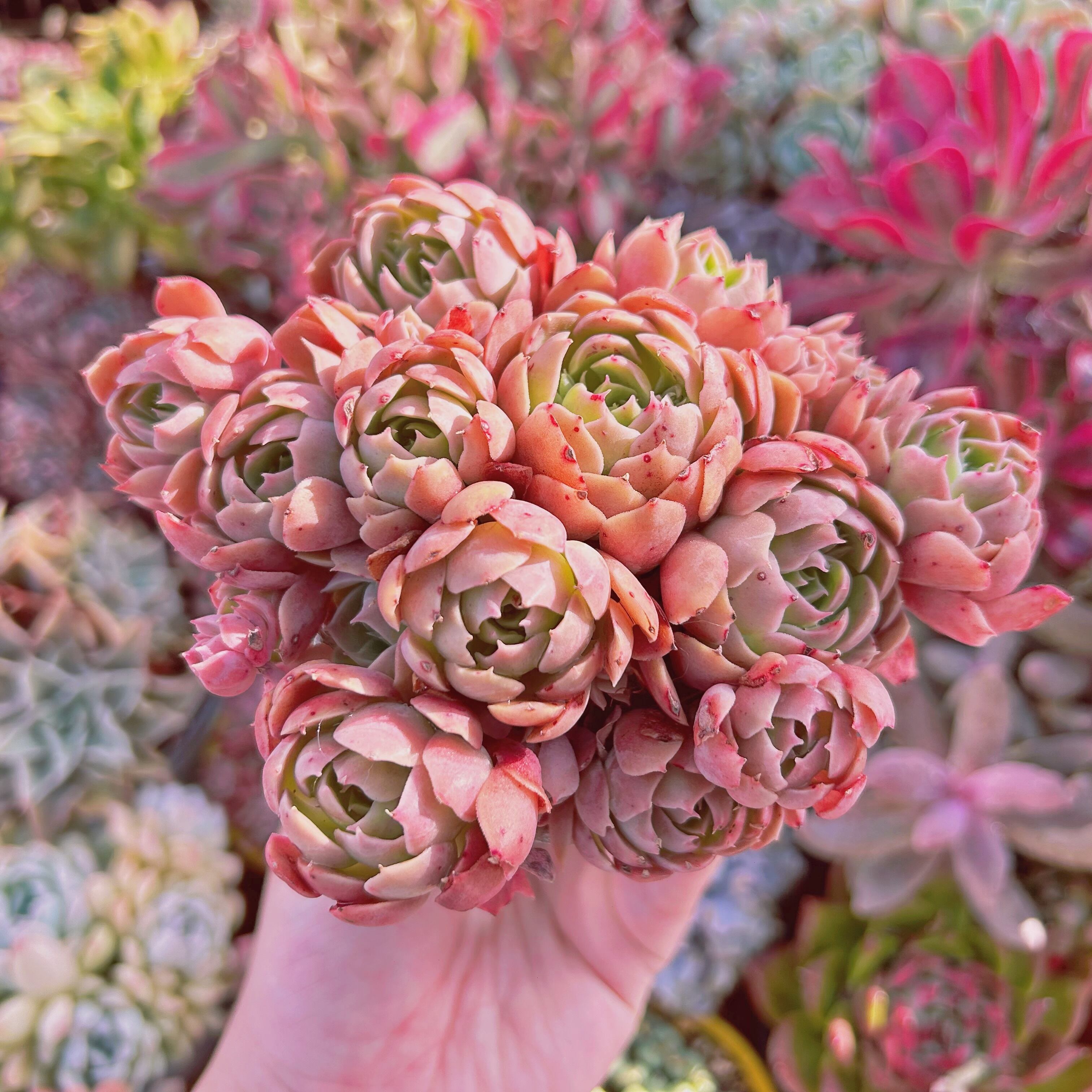 多肉植物　Echeveria  新品種　デザートローズ　5頭以上　特大