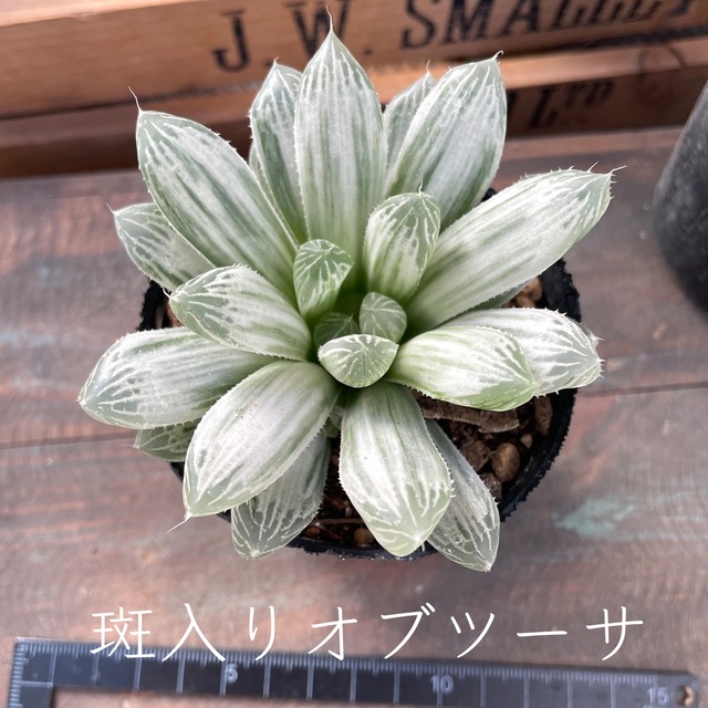 【斑入りオブツーサ 2 】ハオルシア　多肉植物