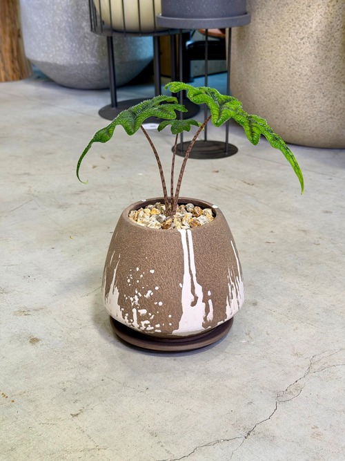 アロカシア・ジャグリン