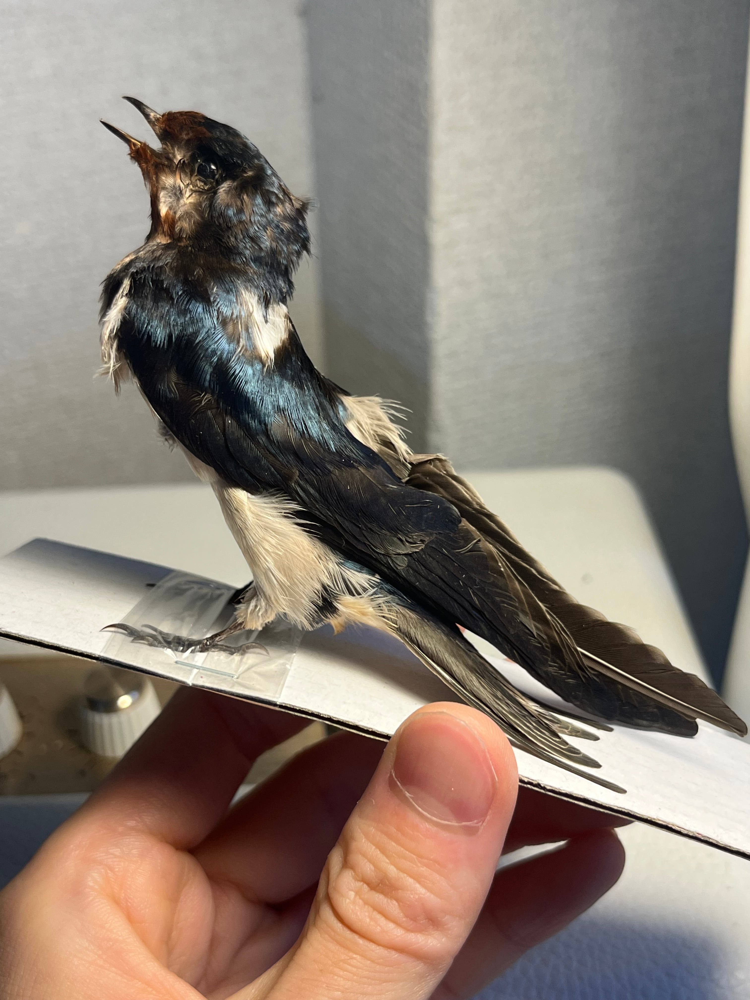 鳥剥製】ツバメ 標本 置物 インテリア スズメ 木彫り バードカービング