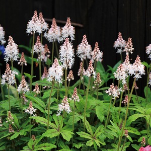 宿根草 ティアレア スプリングシンフォニー