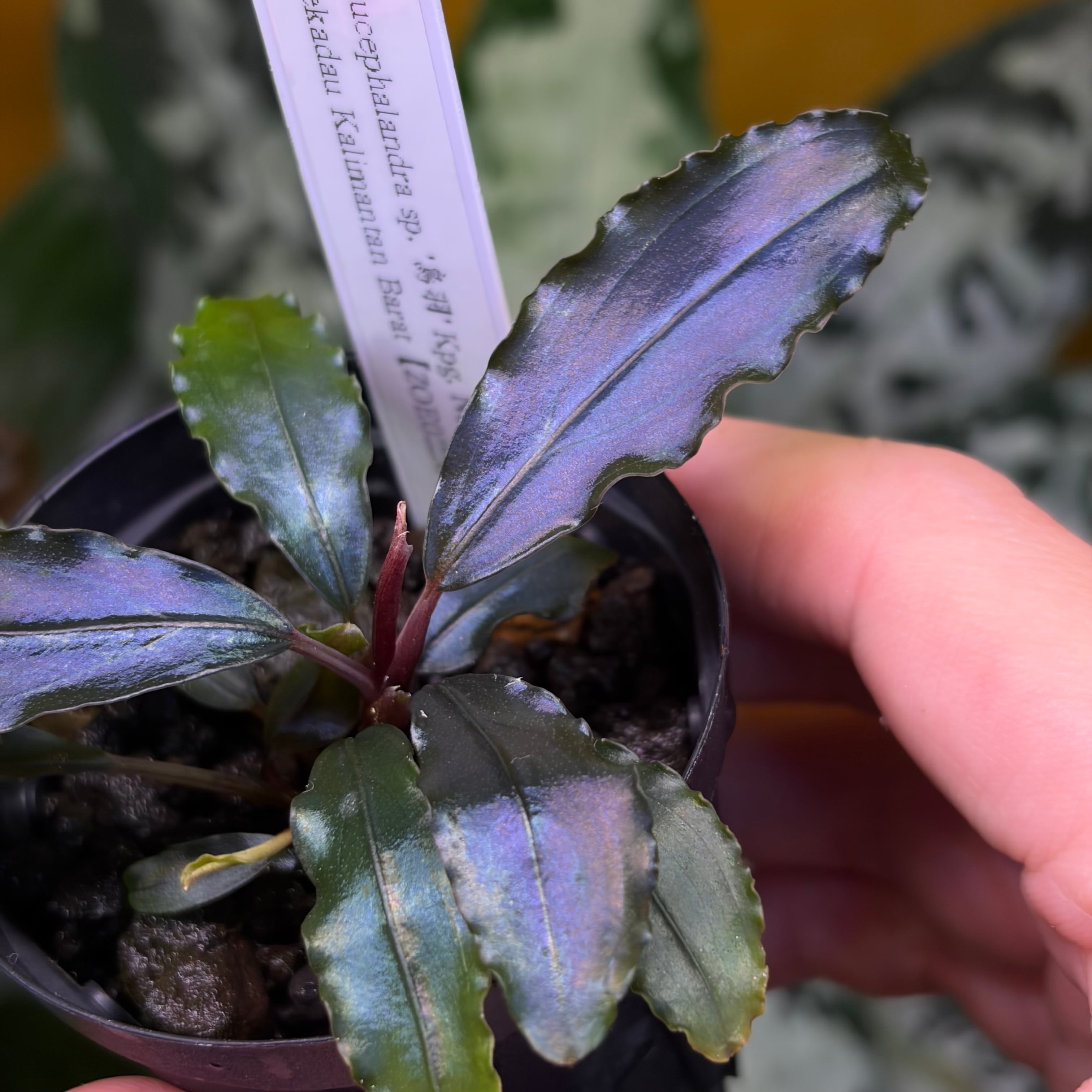 Bucephalandra ブセファランドラ | 熱帯雨林植物専門店 トイ吉園芸