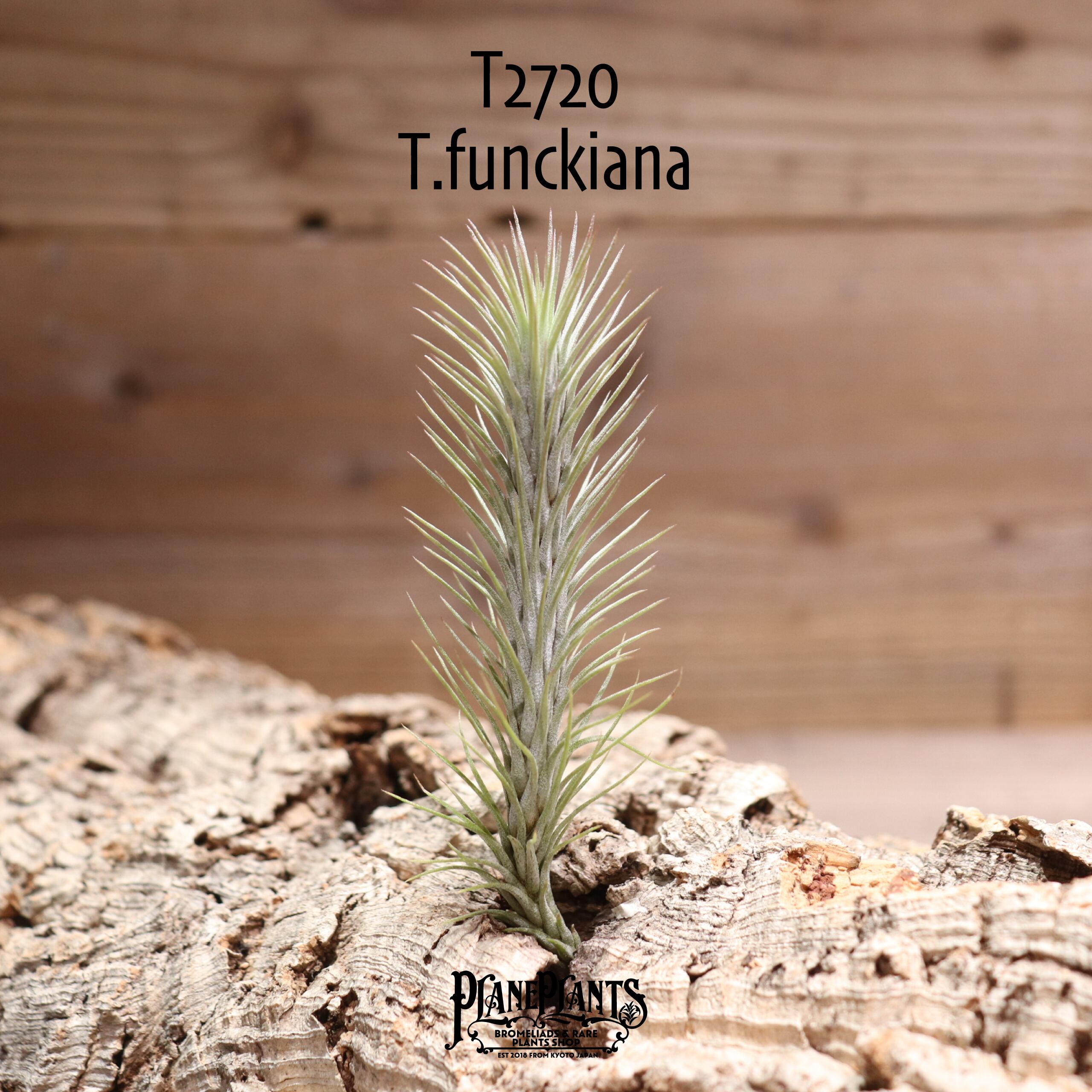 【送料無料】フンキアナ〔エアプランツ〕現品発送T2720