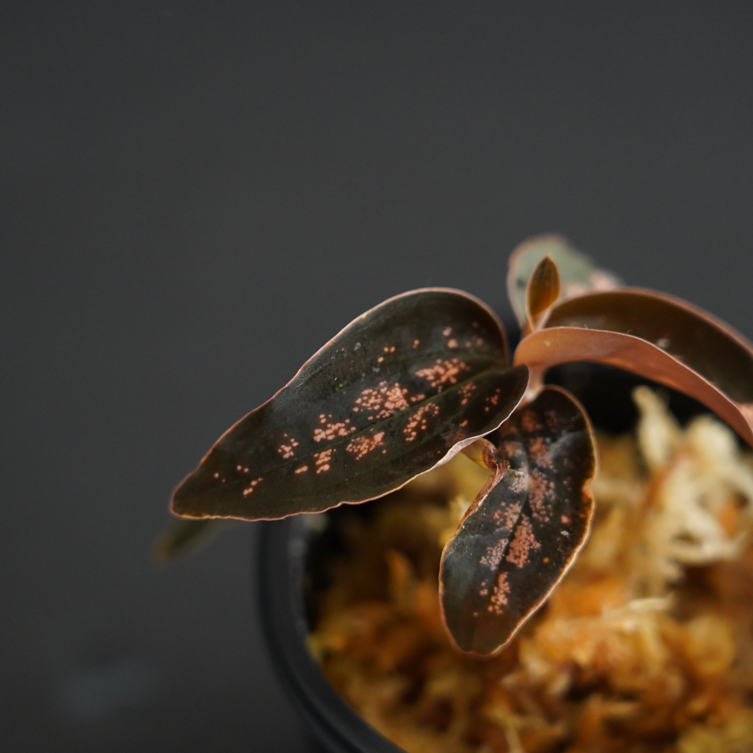 ◇現品◇シストーチス sp. レッドパプア Cystorchis sp. 'Papua Red