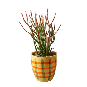 ミルクブッシュ（35cm）