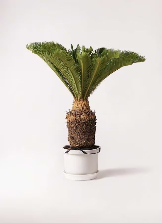 超大型‼️ 激安❗️オリーブの木 Ａ　チプレッシーノ　203㌢　１０号鉢　観葉植物 観葉植物 オリーブの木 10号 チプレッシーノ プラスチック鉢 | CAgarden