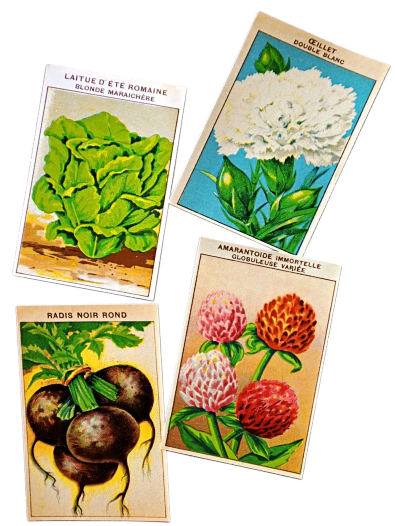 20s フランス 4set 膨満な花々と野菜たち 種子袋用ラベルf アンティーク