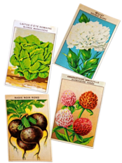 20s フランス 4set 膨満な花々と野菜たち 種子袋用ラベルf アンティーク