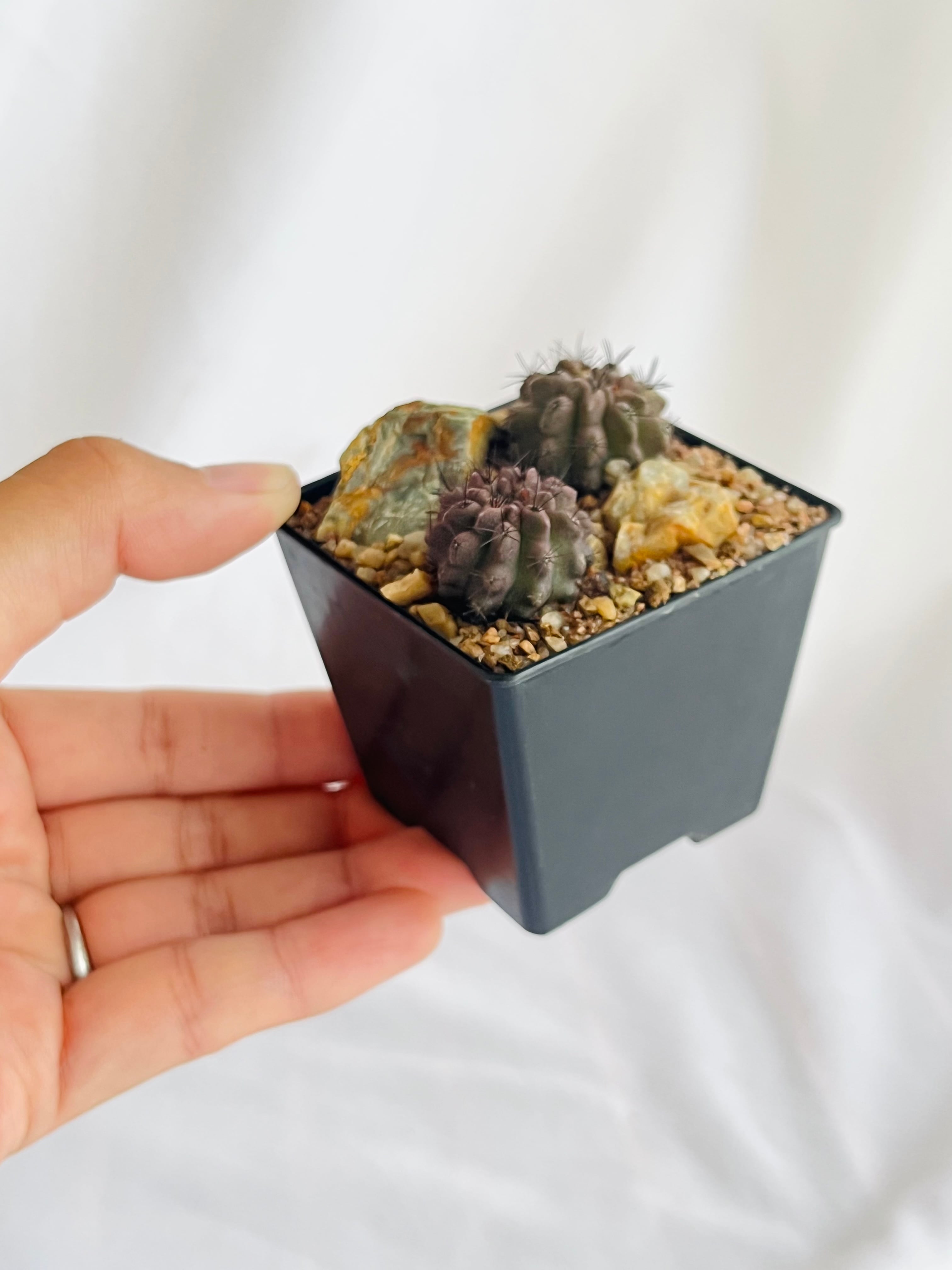 Eriosyce sp エリオシケ paucicostata×jussieui サボテン | plants