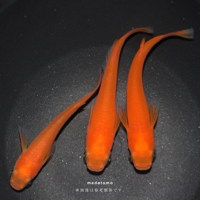 Yamato Emperor - ヤマト皇帝メダカ若魚 3ペア