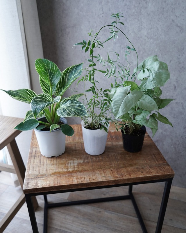 【苗セット】薄ピンクのミディ蘭とミニ丈アンスリウムの観葉植物苗セット