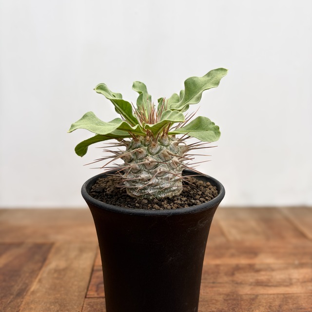 Pachypodium namaquanum【パキポディウム・ナマクアナム・光堂】
