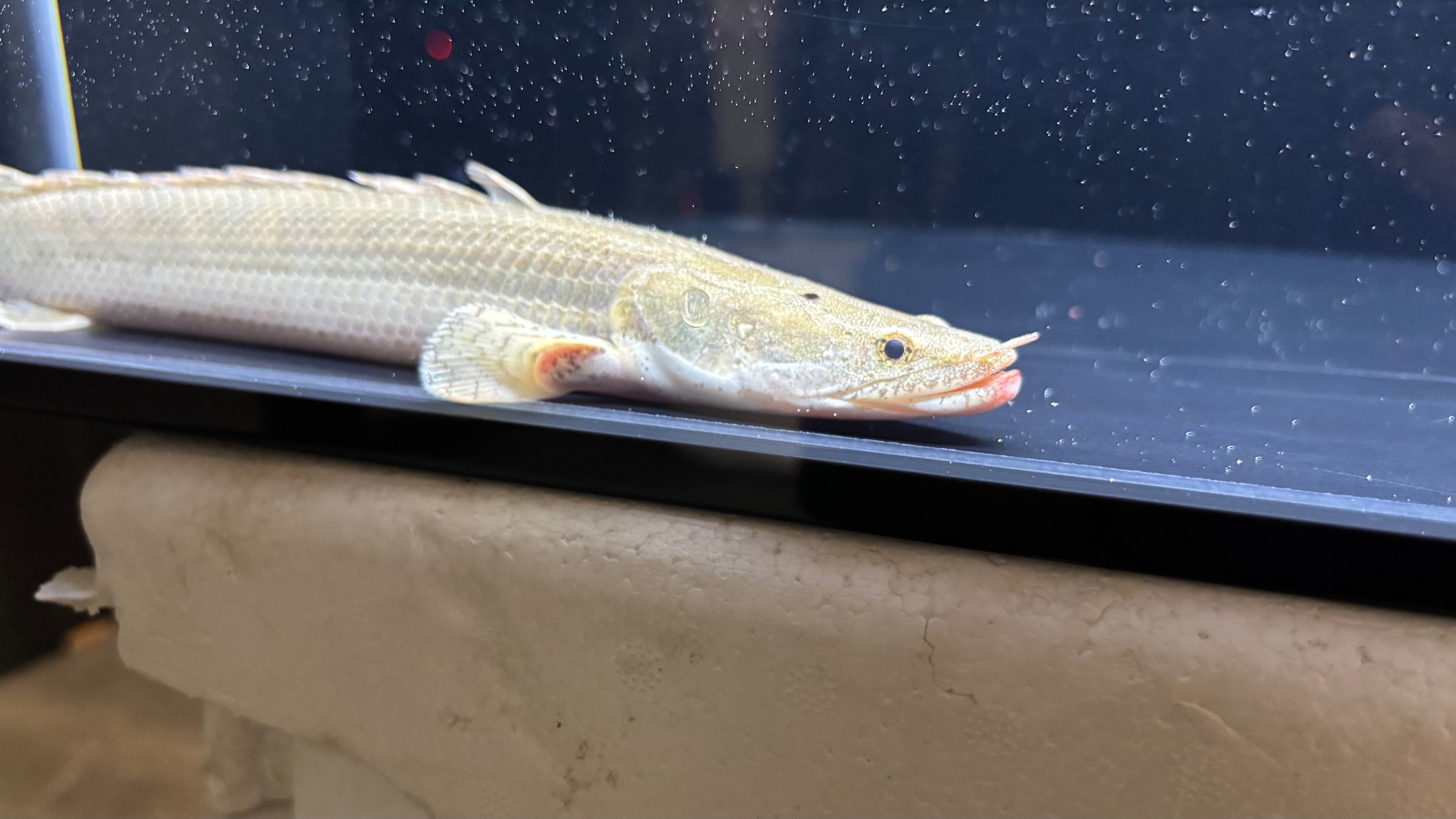 ALL ITEM | アフリカ熱帯魚専門店わいるどもん