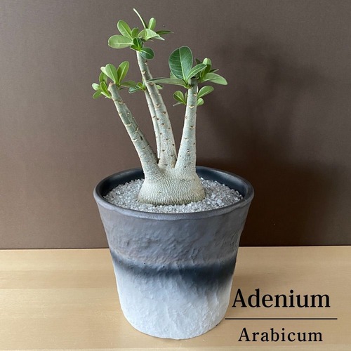アデニウム アラビカム Adenium 6寸 陶器鉢 塊根植物 グレー