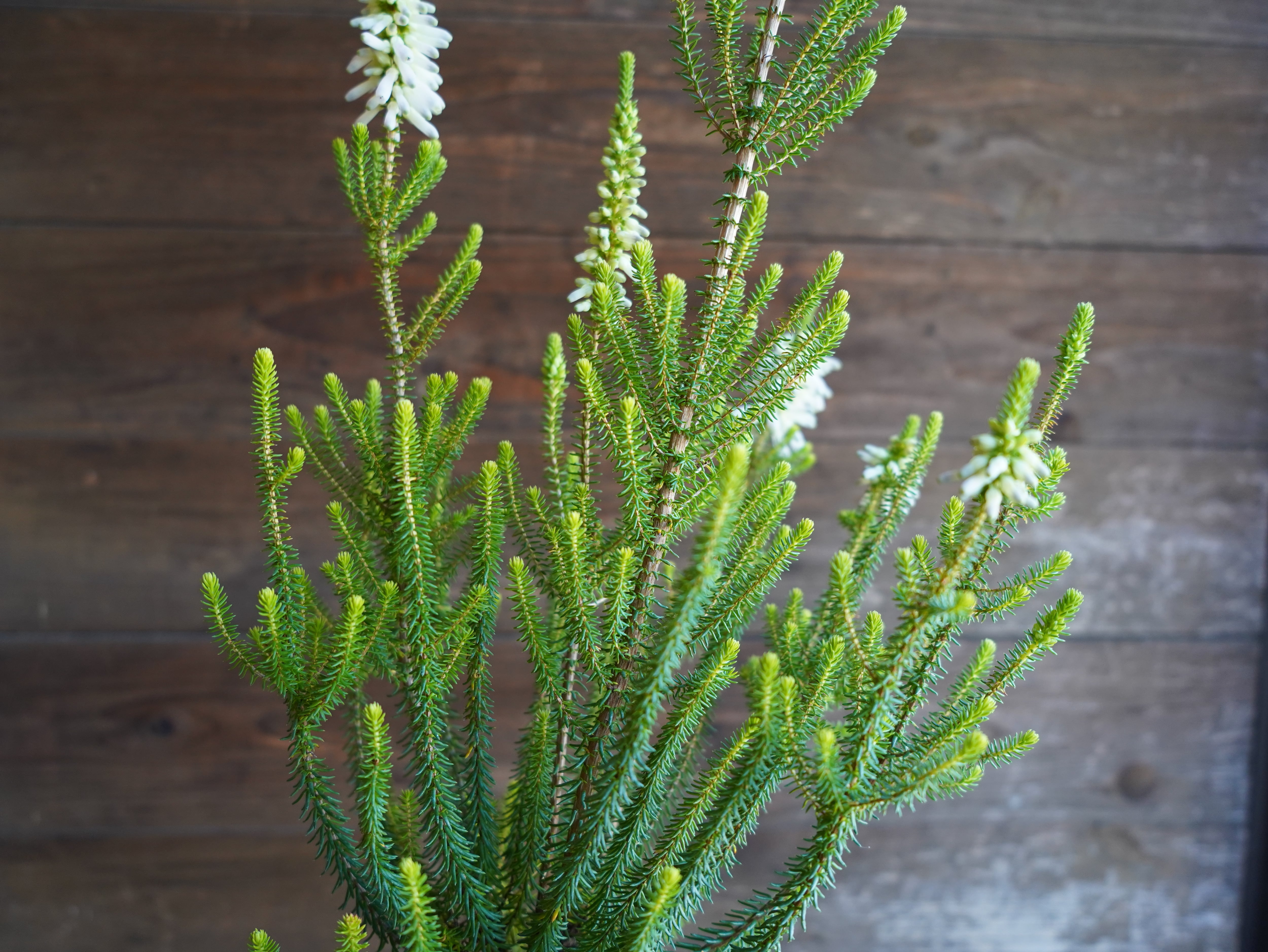 【現物】エリカ　Ｓ．’ライトスパーク’　A